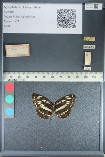 Media type: image;   Entomology 161851